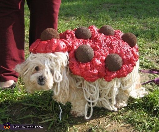 dog-spaghetti