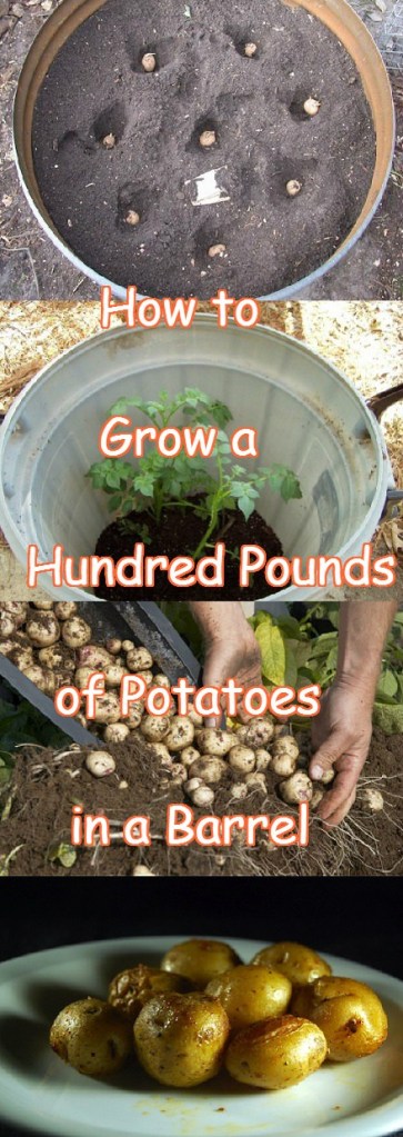 how-to-grow-hundred-pounds-of-potatoes-in-a-barrel