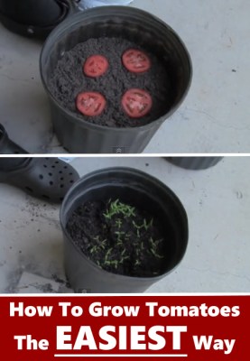 how-to-grow-tomatoes-easy